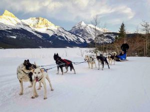 Banff Dog Sledding