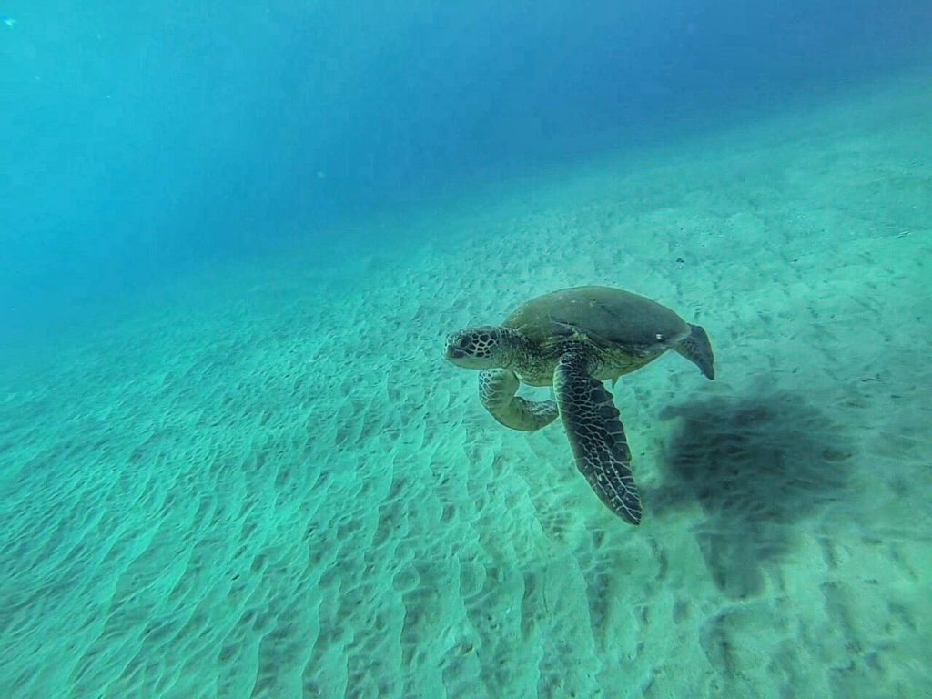 Sea Turtle