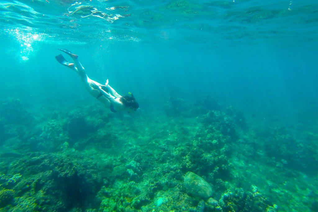 Maui Danielle Diving with Turtle