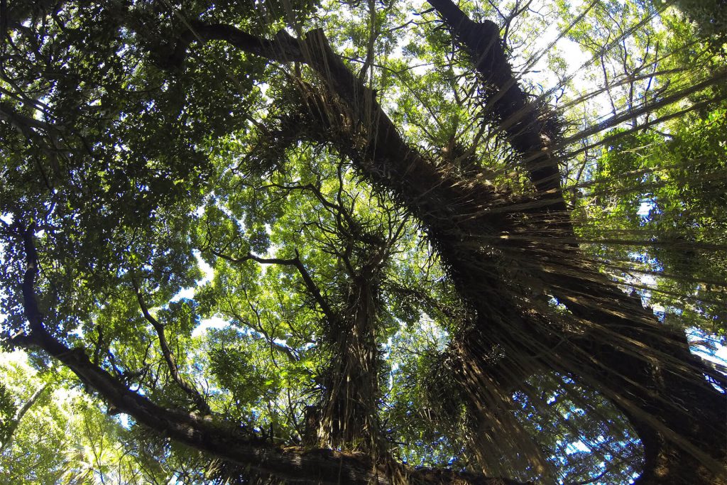 Maui Honolua Bay Trees