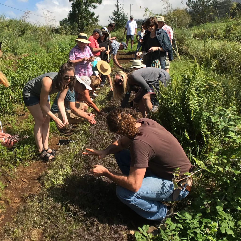 Maui OO Farm Picking Vegetables