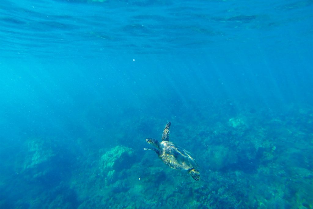 Maui Turtle Swimming