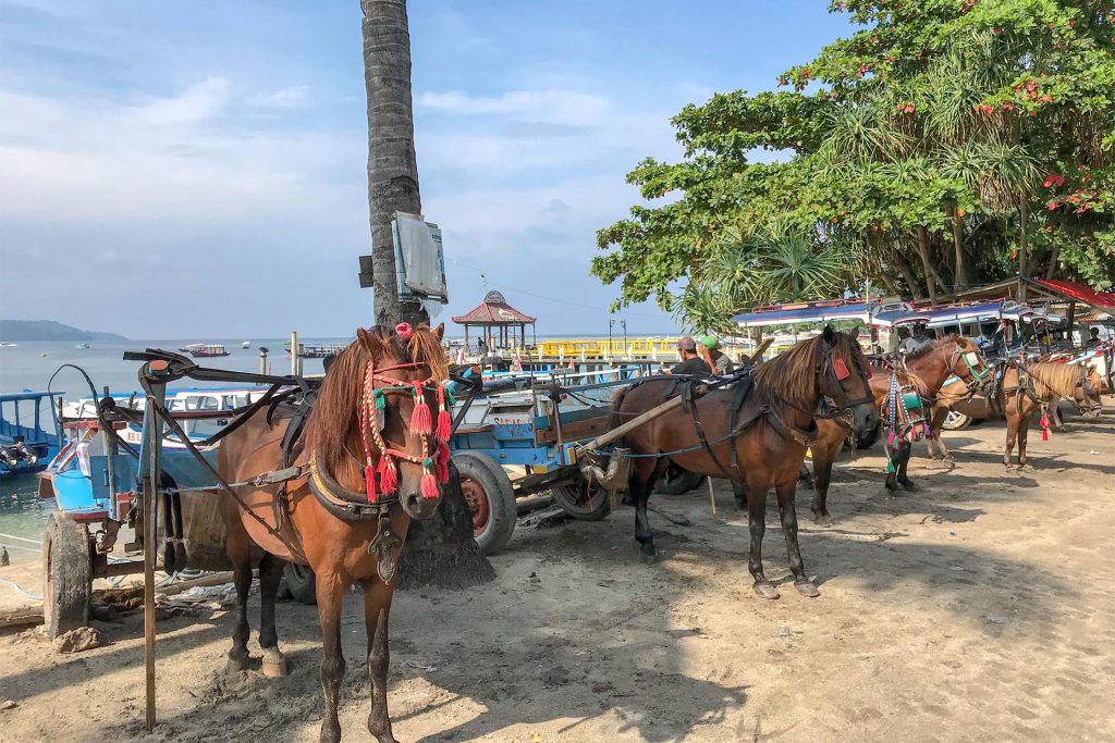 Horses on Gili Air